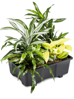 Planttray