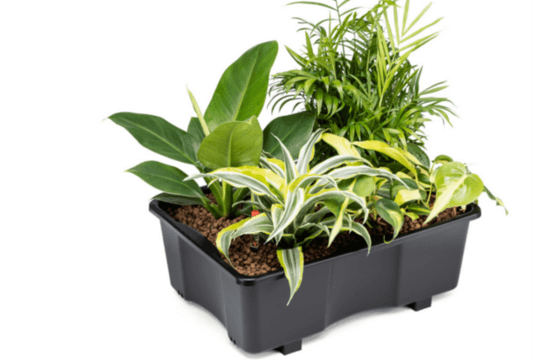 Planttray