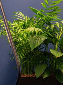 Snel interieurbeplanting nodig? 