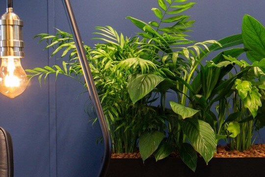 Snel interieurbeplanting nodig? 
