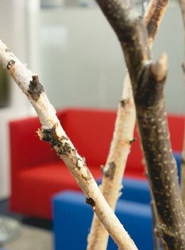 Snel interieurbeplanting nodig? 